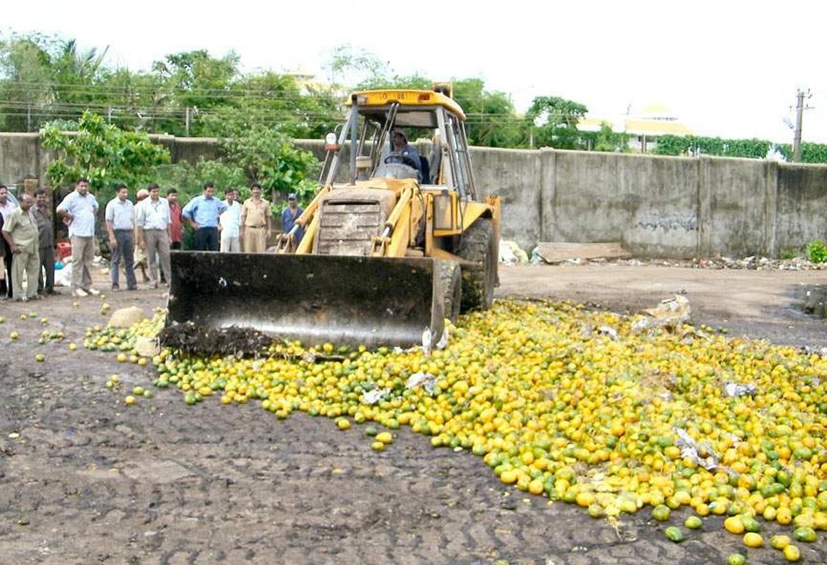 A bulldozer crushes the artificially ripened mangoes at the Mormugao Municipal garbage yard at Headland, Sada.