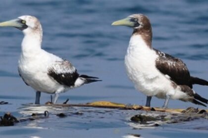 A closer look at Goa’s avian wonders