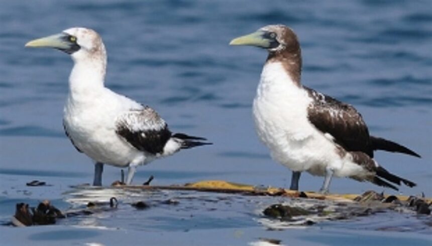 A closer look at Goa’s avian wonders