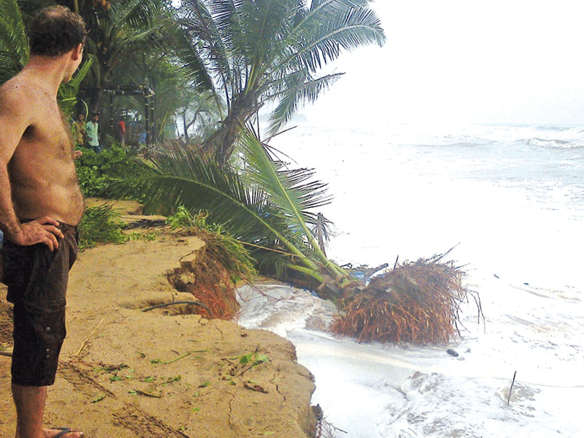 A coconut sapling is uprooted due to soil erosion at Dhavalkhazan in Agonda.