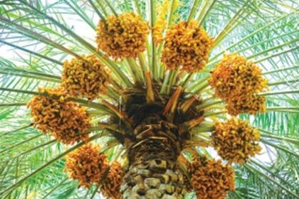 A date with dates in Oman