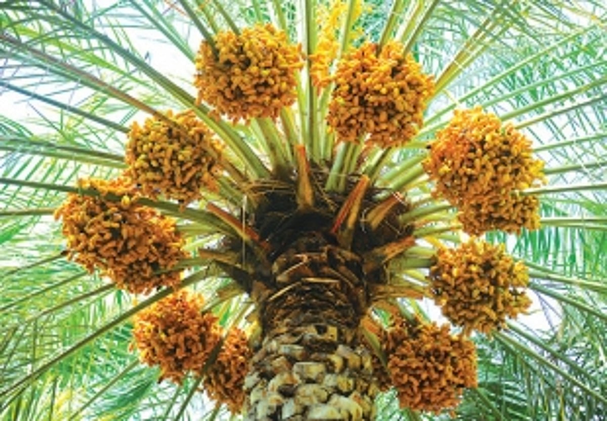 A date with dates in Oman