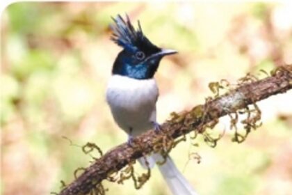 A festival to celebrate the birds of Goa