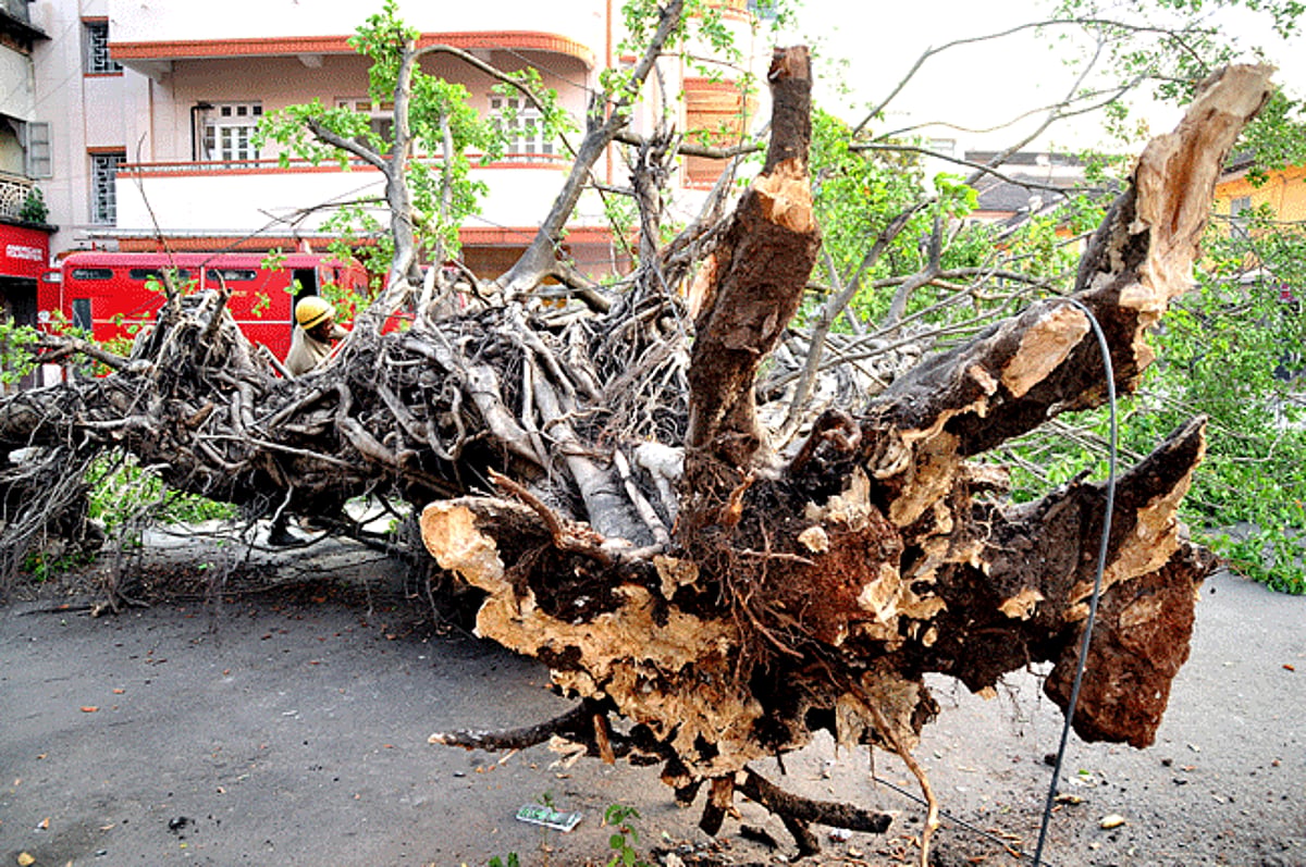 A fireman cuts branches of a gold tree which got uprooted behind the Customs Museum in Panjim on Sunday.