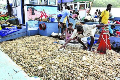 A fishing vessel that landed at the Cutbona fishing jetty with a bumper catch of solar shrimp on Monday.