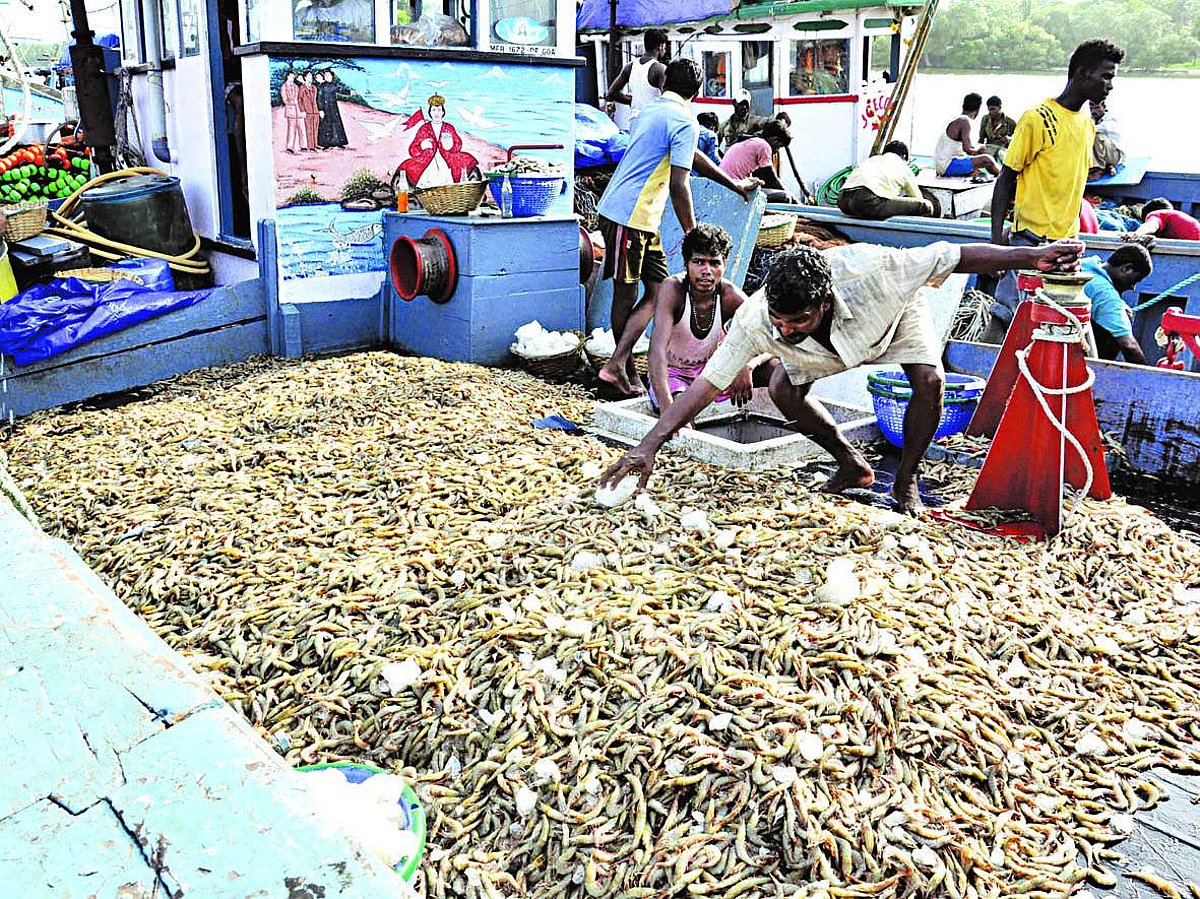 A fishing vessel that landed at the Cutbona fishing jetty with a bumper catch of solar shrimp on Monday.