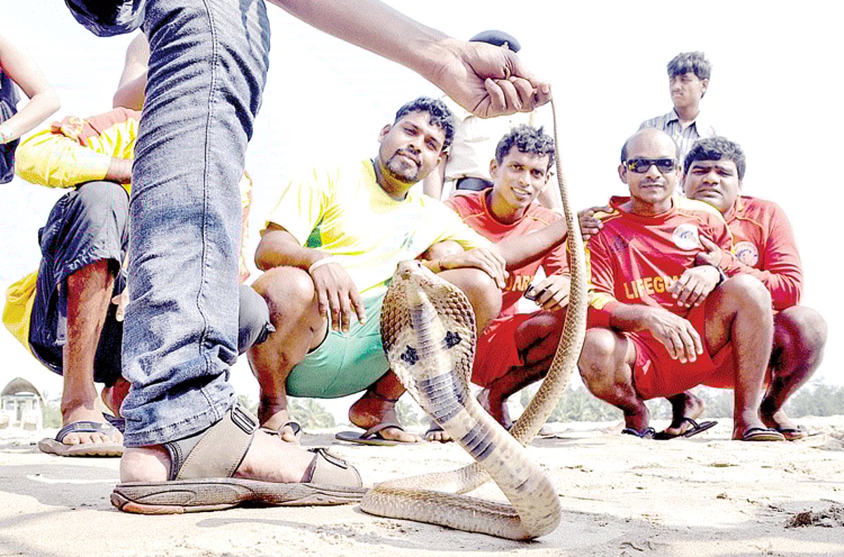 A forest department official amuses locals and Drishti Lifeguards with a metre long cobra at Caranzalem beach, after rescuing the same from the locality with the help of a local and lifeguards