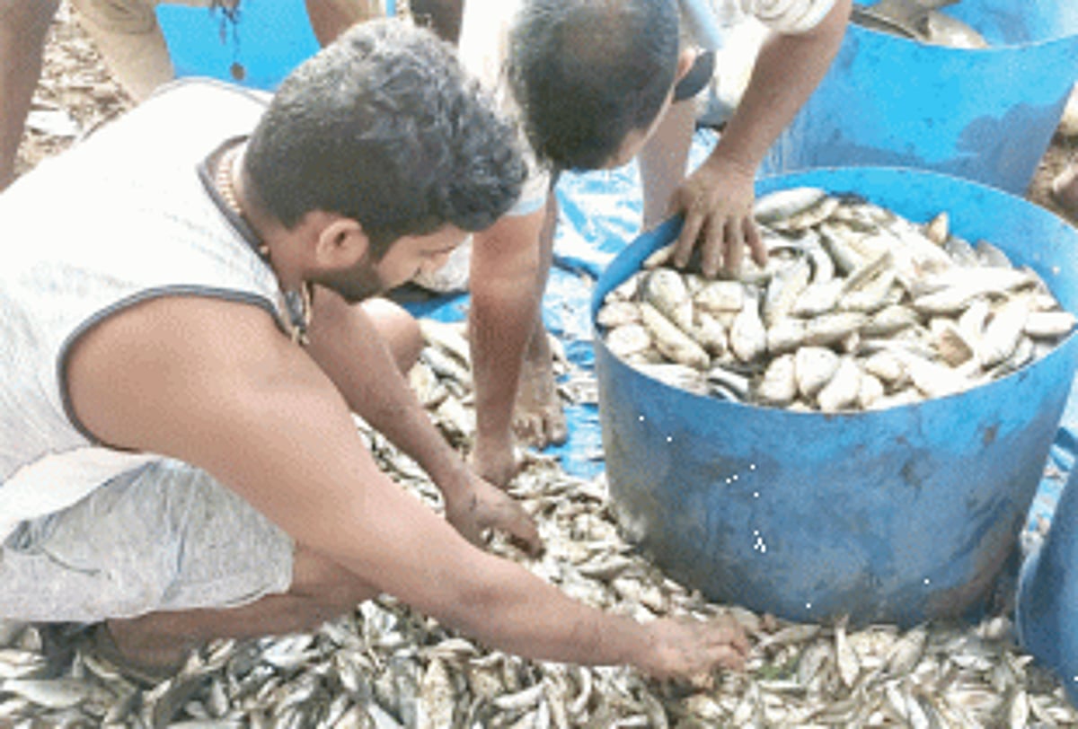 A fresh look at fishing: Promote wetlands for inland fishing