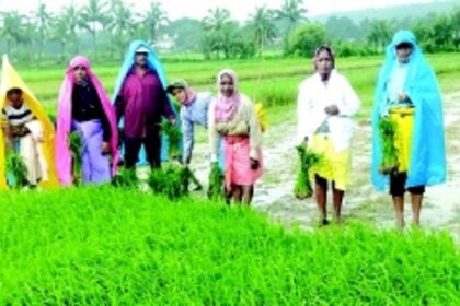 A life built on hard work and sacrifice:  Nanda Haldankar’s journey as a farm labourer