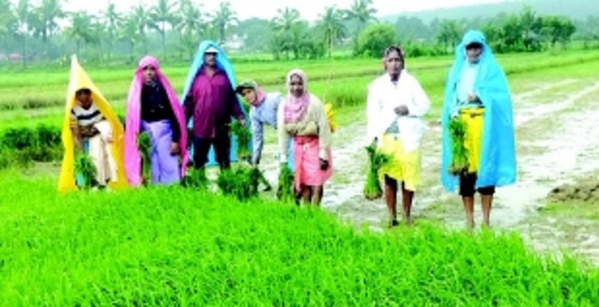 A life built on hard work and sacrifice:  Nanda Haldankar’s journey as a farm labourer