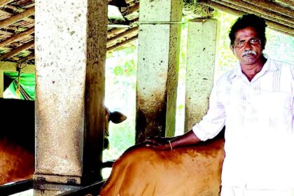 A life in harmony with tradition: Dairy farmer Gokuldas Shiva Sawant dotes on his cows