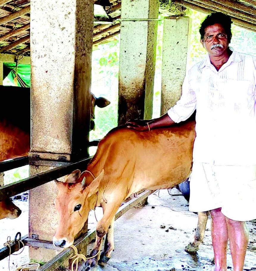 A life in harmony with tradition: Dairy farmer Gokuldas Shiva Sawant dotes on his cows 1 A life in harmony with tradition: Dairy farmer Gokuldas Shiva Sawant dotes on his cows