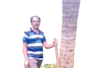 A lifetime dedicated to nurturing coconuts: Dnyaneshwar Gauns swears by his special green manure