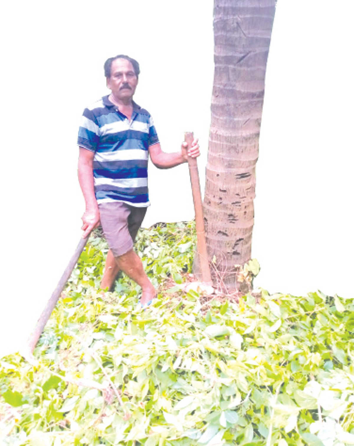 A lifetime dedicated to nurturing coconuts: Dnyaneshwar Gauns swears by his special green manure