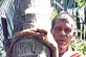 A lifetime spent scaling the treetops, Siolim’s one-eyed toddy tapper Anant Goltekar still goes up for more