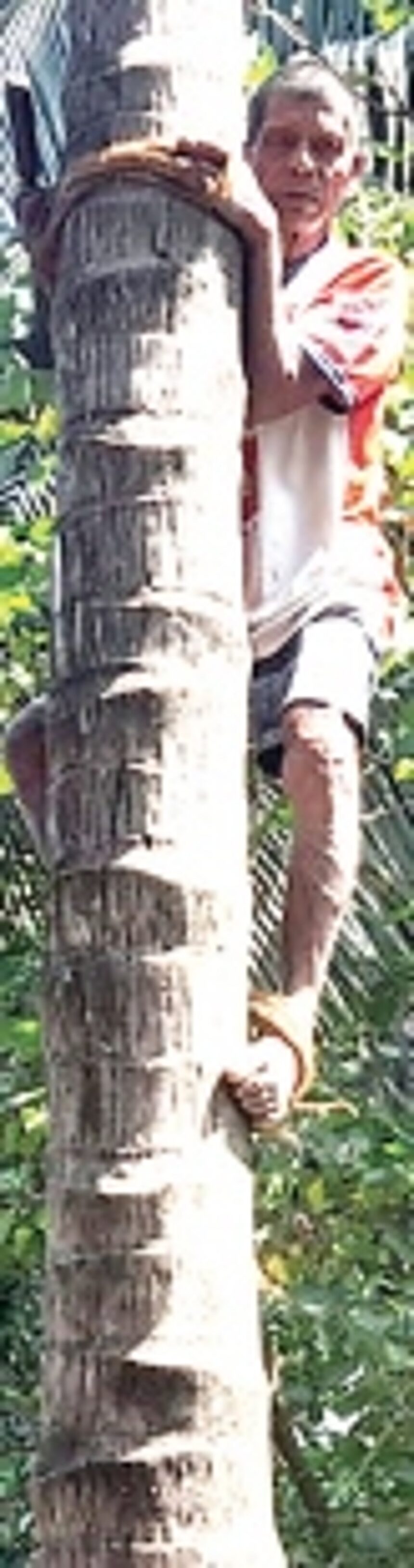 A lifetime spent scaling the treetops, Siolim’s one-eyed toddy tapper Anant Goltekar still goes up for more