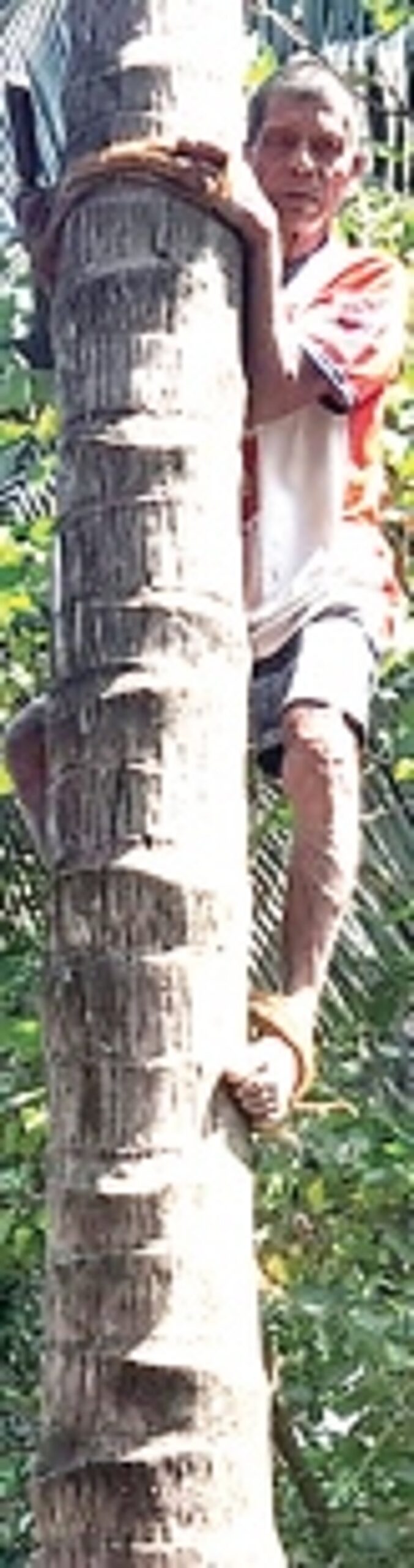 A lifetime spent scaling the treetops, Siolim’s one-eyed toddy tapper Anant Goltekar still goes up for more