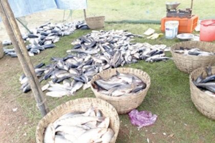 A massive rush at Curtorim’s freshwater fish harvest!