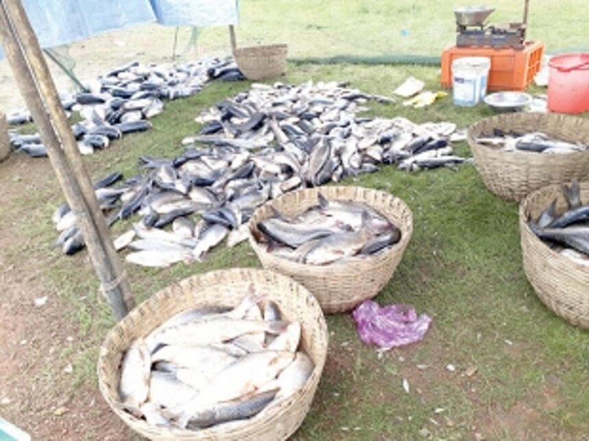 A massive rush at Curtorim’s freshwater fish harvest! 1 A massive rush at Curtorim’s freshwater fish harvest!
