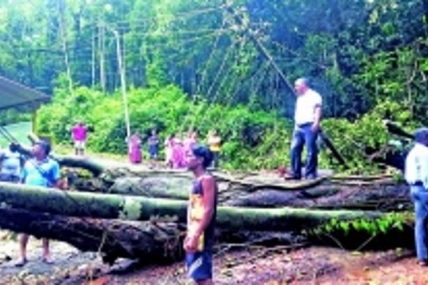 A matter of seconds: Students escape  jackfruit tree crash at Dhavalim