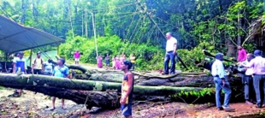 A matter of seconds: Students escape  jackfruit tree crash at Dhavalim