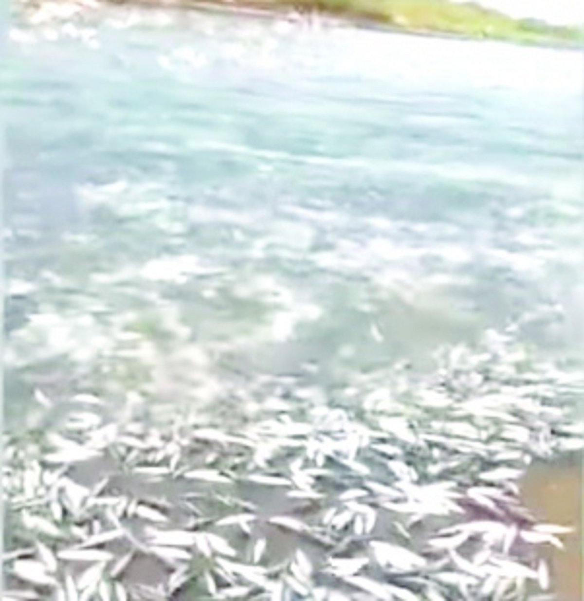 A mesmerizing spectacle as hundreds of sardines  take a leap onto Keri-Tiracol Beach