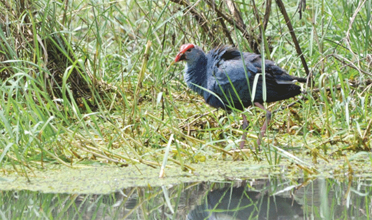 A migratory bird which was sighted at taleigao.