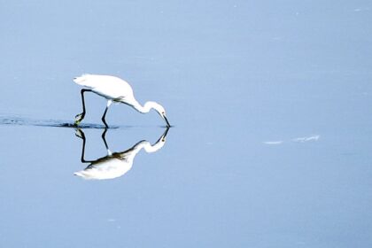 A mirror view