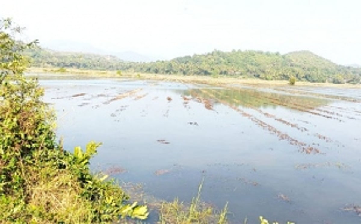 A not-so-merry struggle to save their paddy fields on Christmas Eve