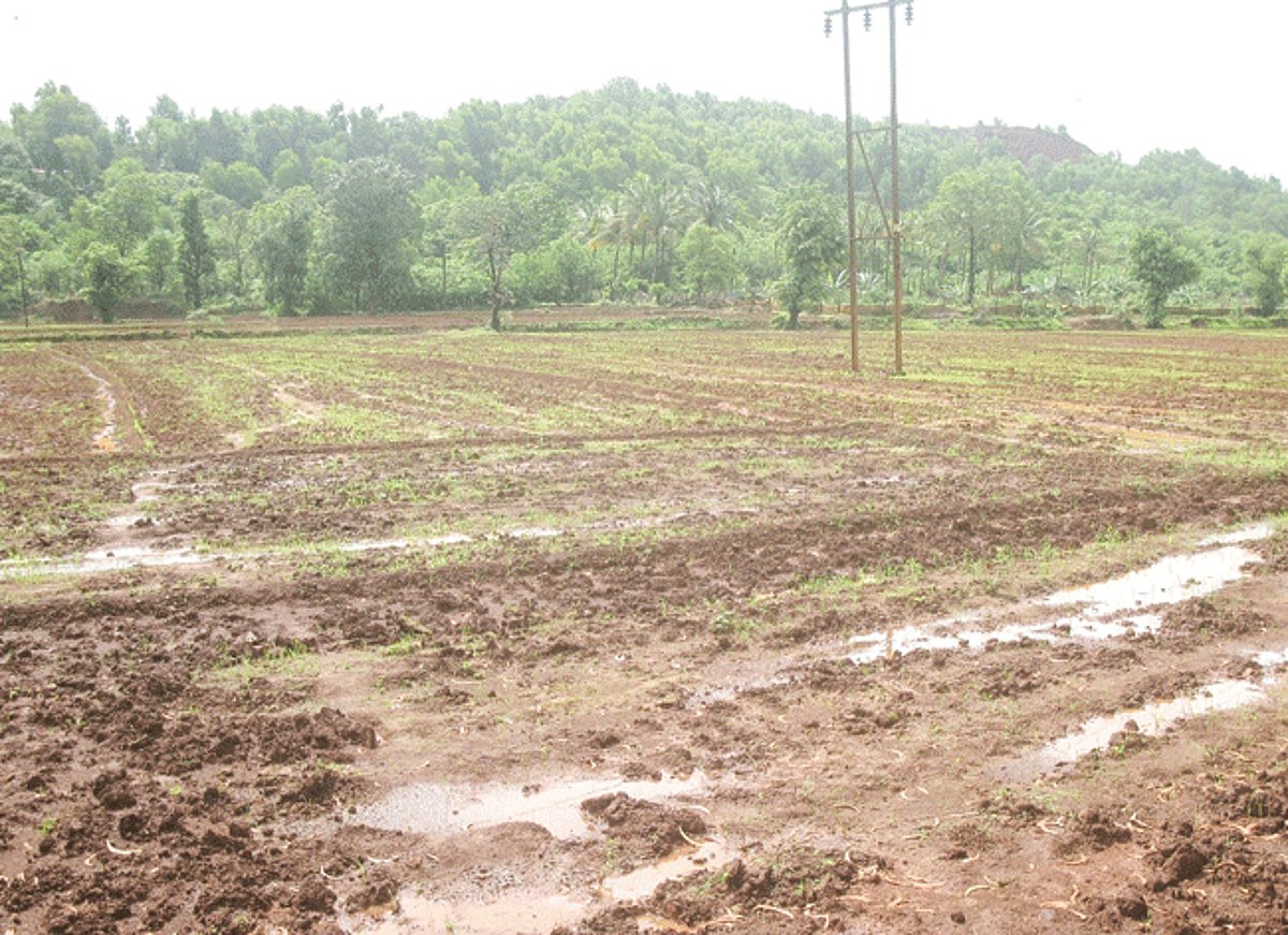 A part of the agricultural land is now under cultivation at Shirval-Culna in Dharbandora.