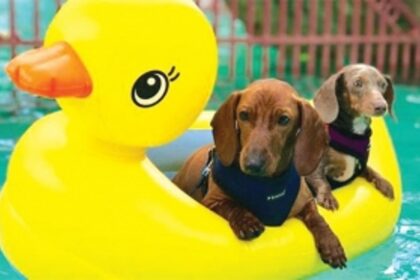 A party for your pets!