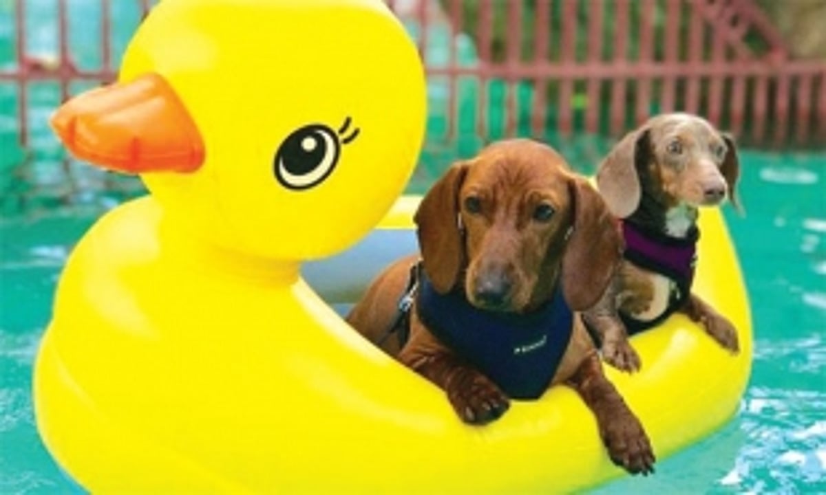 A party for your pets!