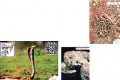 A philatelic tribute on Nag Panchami