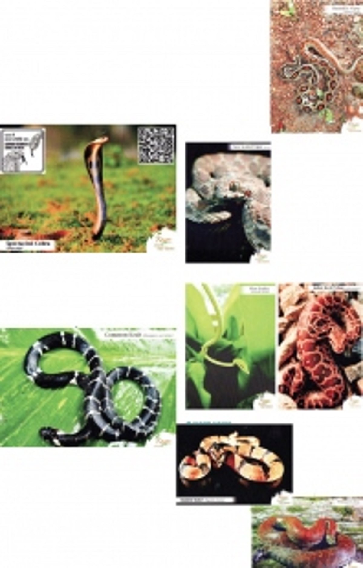 A philatelic tribute on Nag Panchami