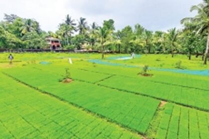A revolução verde na India: de país de fome a exportador de cereais