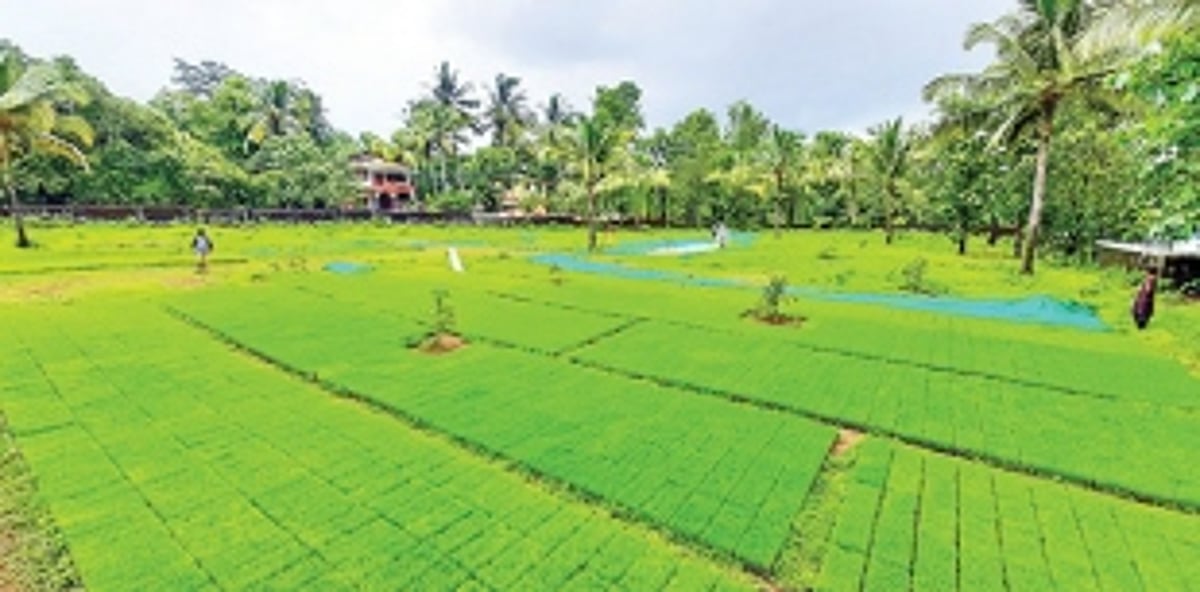 A revolução verde na India: de país de fome a exportador de cereais