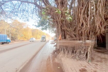 A sacred banyan tree at the crossroads of development and conservation