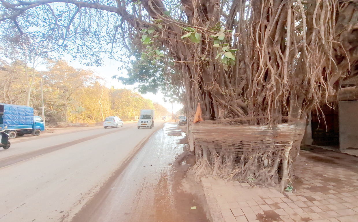 A sacred banyan tree at the crossroads of development and conservation
