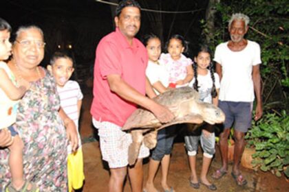 A sea turtle weighing around 35-40 kgs was rescued at the Sernabatim beach