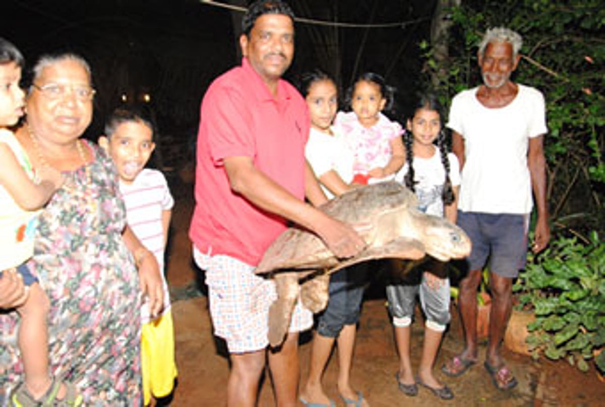 A sea turtle weighing around 35-40 kgs was rescued at the Sernabatim beach