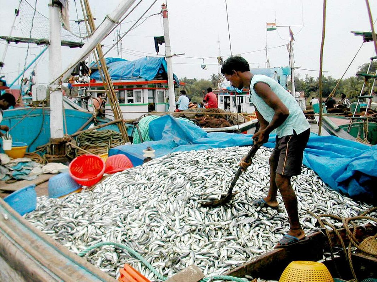 A trawler that returned with a big catch of sardines at the Cutbona fishing jetty.