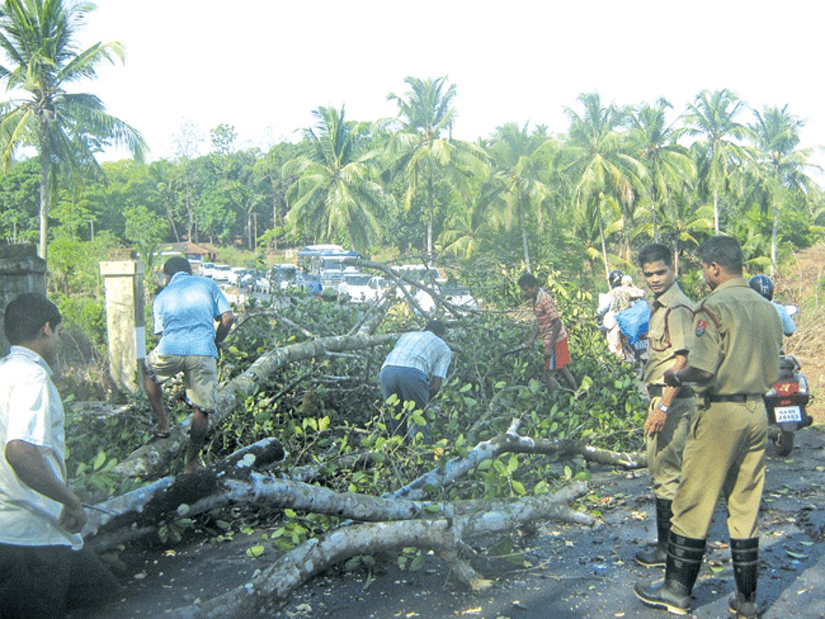 A tree felled by fire service personnel at Nagorcem in Canacona is being cleared.
