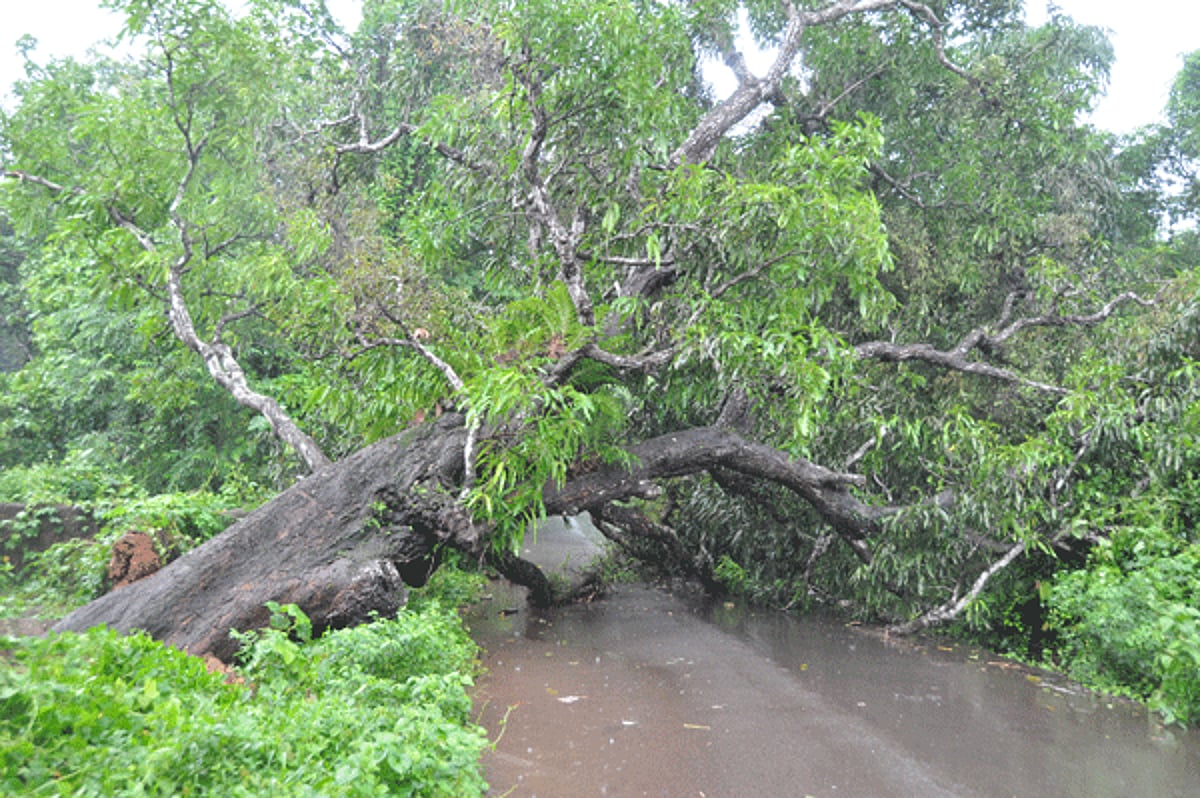 A tree which was uprooted at Corlim.
