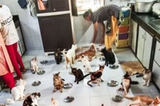 A world that’s purr-fect for cats