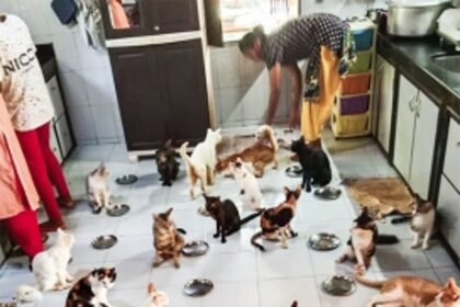 A world that’s purr-fect for cats