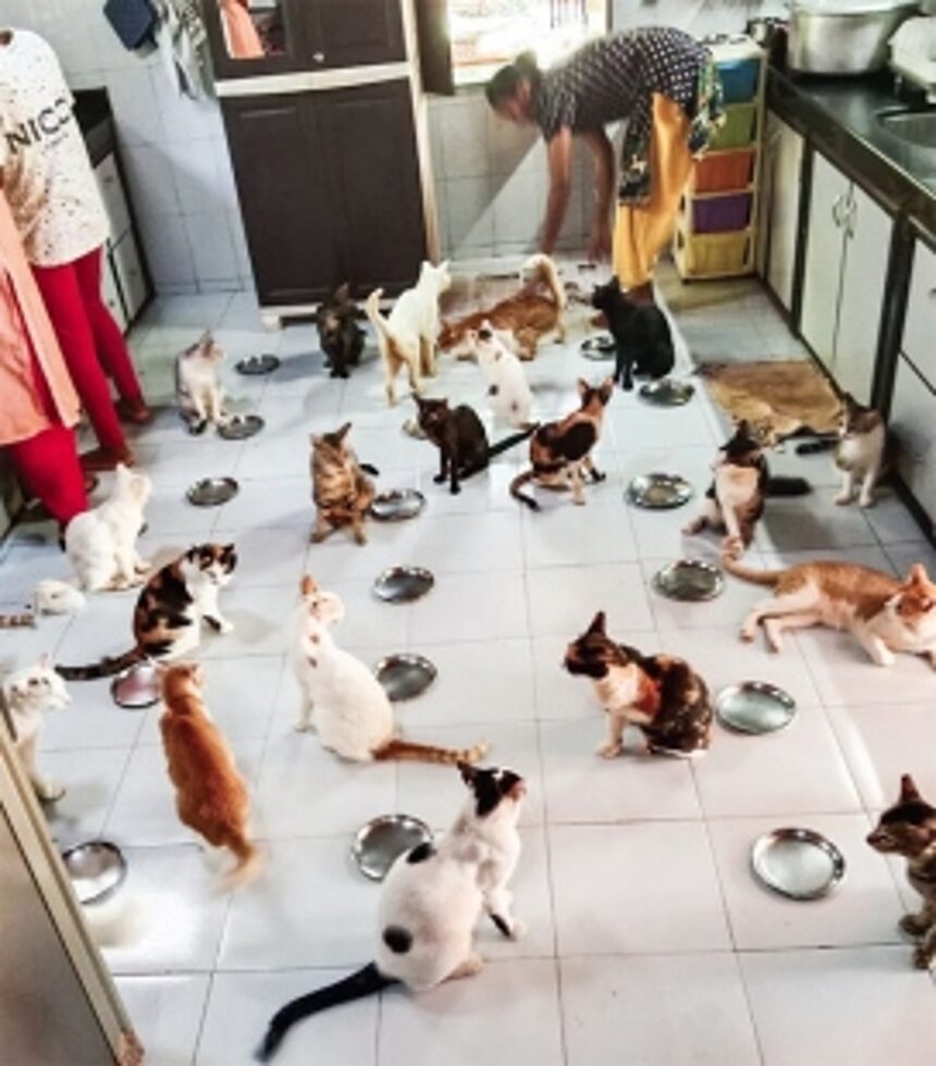 A world that’s purr-fect for cats