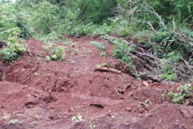 AAP condemns destruction of trees  along Caranzalem-Miramar road