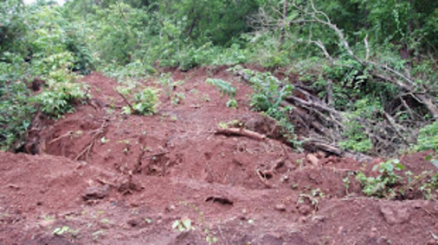 AAP condemns destruction of trees along Caranzalem-Miramar road