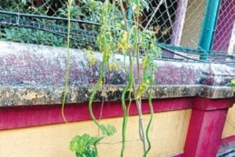AGRI EXCELLENCE: Aquem resident cultivates ‘world’s longest’ 49-inch drumstick in his backyard