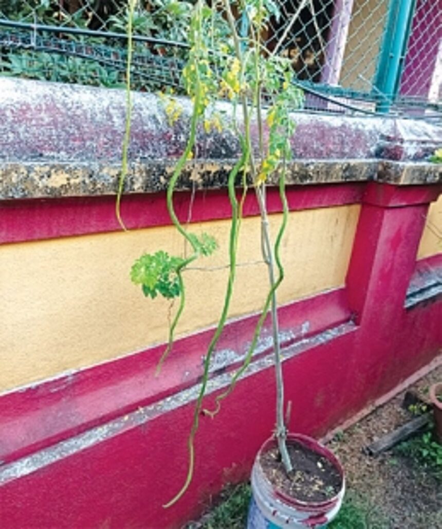 AGRI EXCELLENCE: Aquem resident cultivates ‘world’s longest’ 49-inch drumstick in his backyard 1 AGRI EXCELLENCE: Aquem resident cultivates ‘world’s longest’ 49-inch drumstick in his backyard